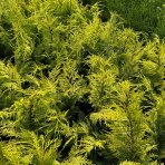 Cypruštek Lawsonov (Chamaecyparis lawsoniana)  ´STEWARTII´ - výška 60-90 cm, kont. C3L